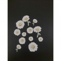 Cupcake Toppers - Edible Wafer Top - White Daisies 12pk