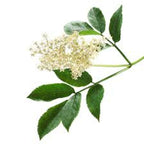 roberts-flavoured-essence-elderflower-30ml